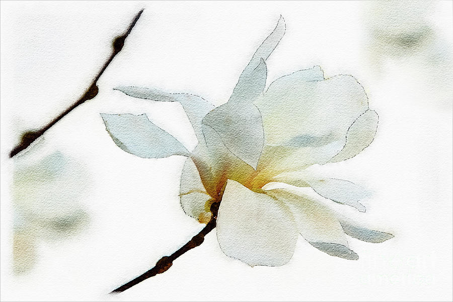 Magnolias Winter Photograph by Marilyn Cornwell Magnolias Winter Photograph by Marilyn Cornwell