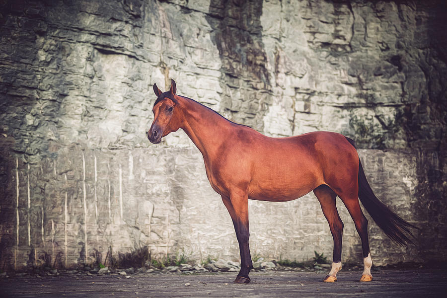 Magnum - Horse Art Photograph by Lisa Saint