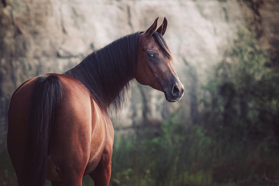 Magnum III - Horse Art Photograph by Lisa Saint