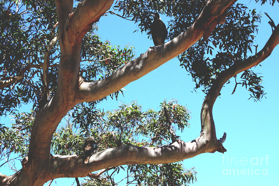 Magpie and Kookaburra Photograph by Cassandra Buckley
