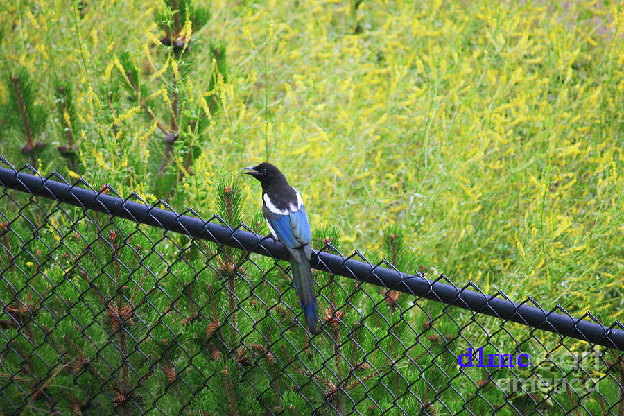 Magpie Blues Photograph by Donna L Munro