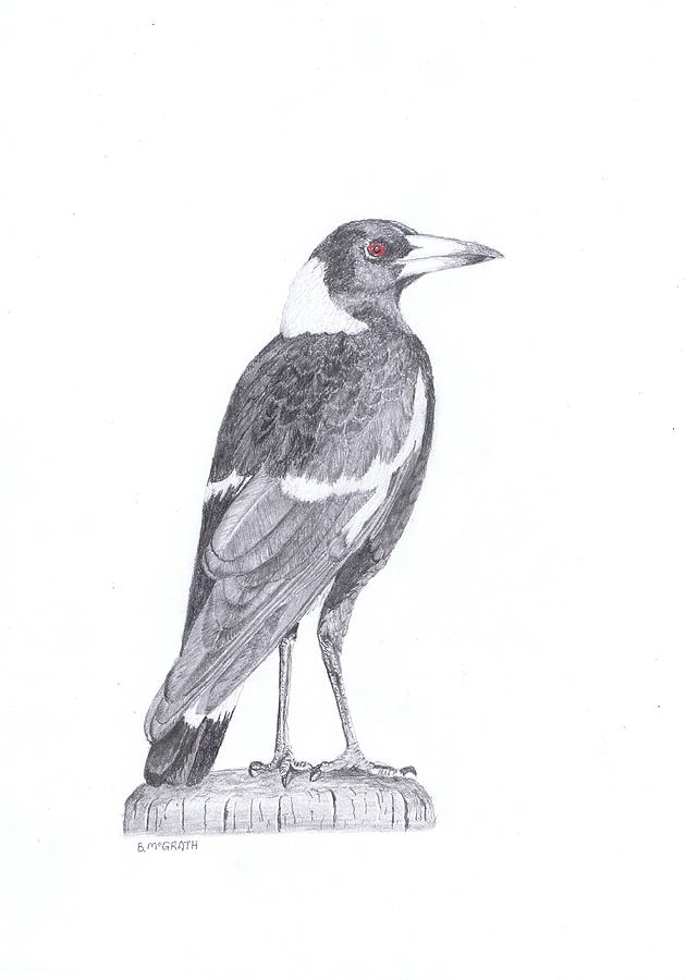 magpie drawing