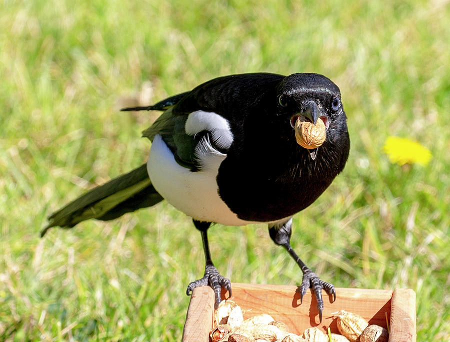 Magpie Photograph by Dart Humeston