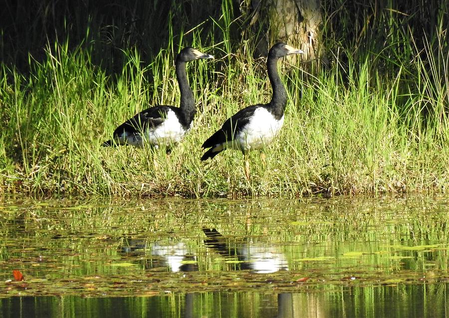 Magpie geese Photograph by Athol KLIEVE - Fine Art America