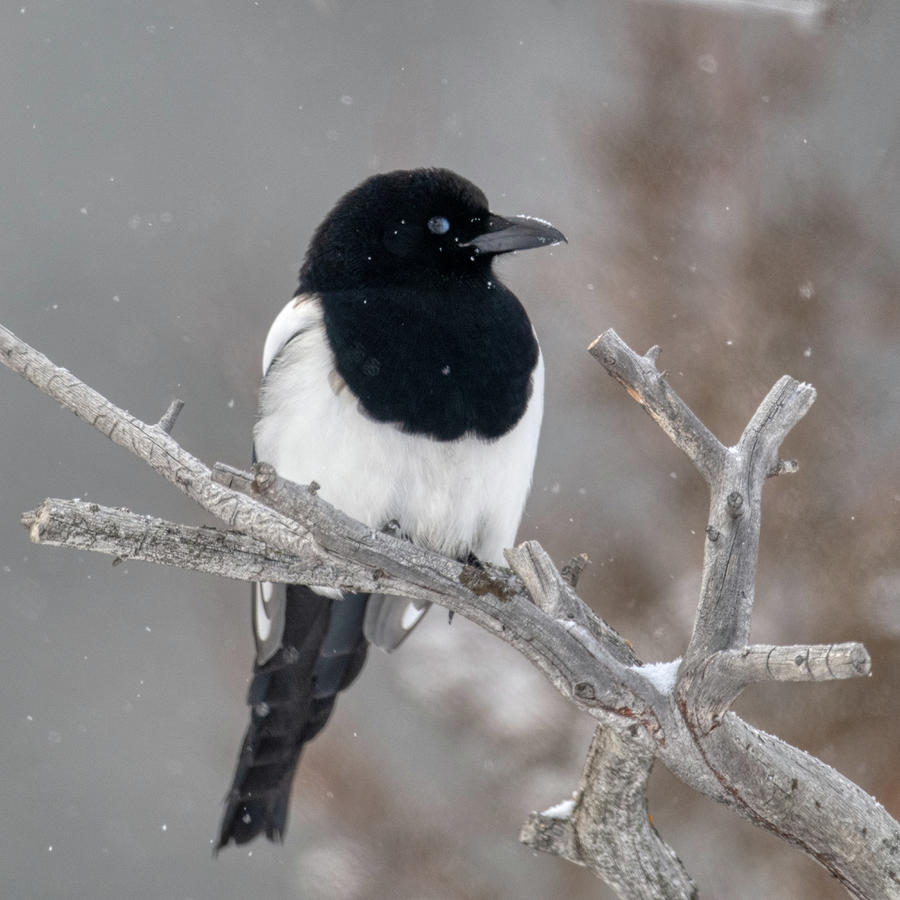 Magpie in a Tree Photograph by Paul Freidlund