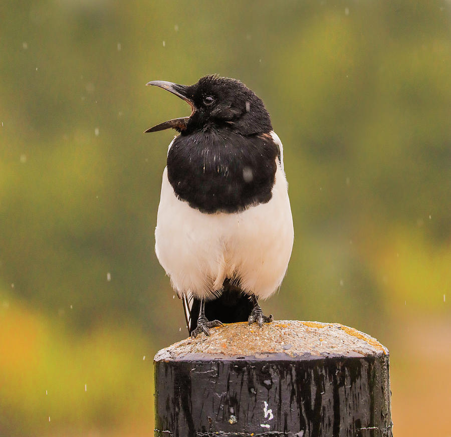 Magpie In Autumn Rain Photograph by Dan Sproul