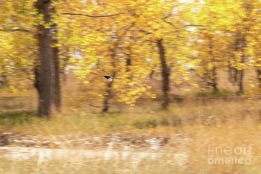 Animals Photograph - Magpie In Flight by Nicki Hoffman Animals Photograph - Magpie In Flight by Nicki Hoffman