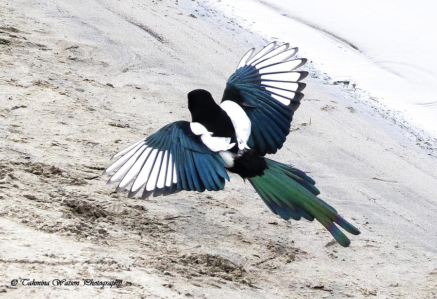 Magpie in flight Photograph by Tahmina Watson