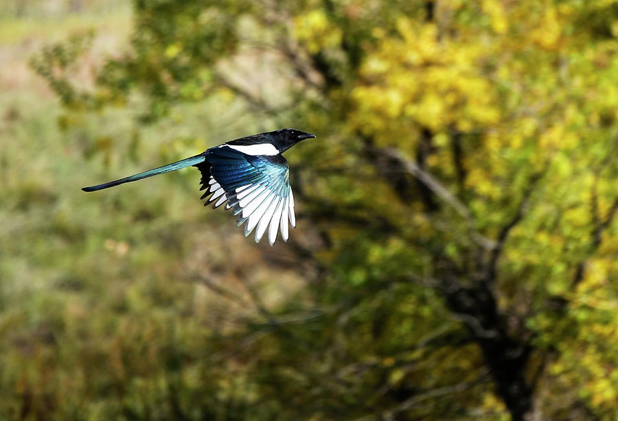 Magpies Photograph - Magpie in Flight Turquoise Wings by Marilyn Hunt