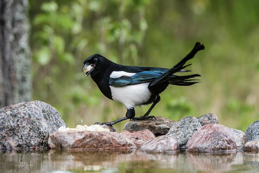 Magpie in profile eating cheese on the rocks at the pond Photograph by Torbjorn Swenelius