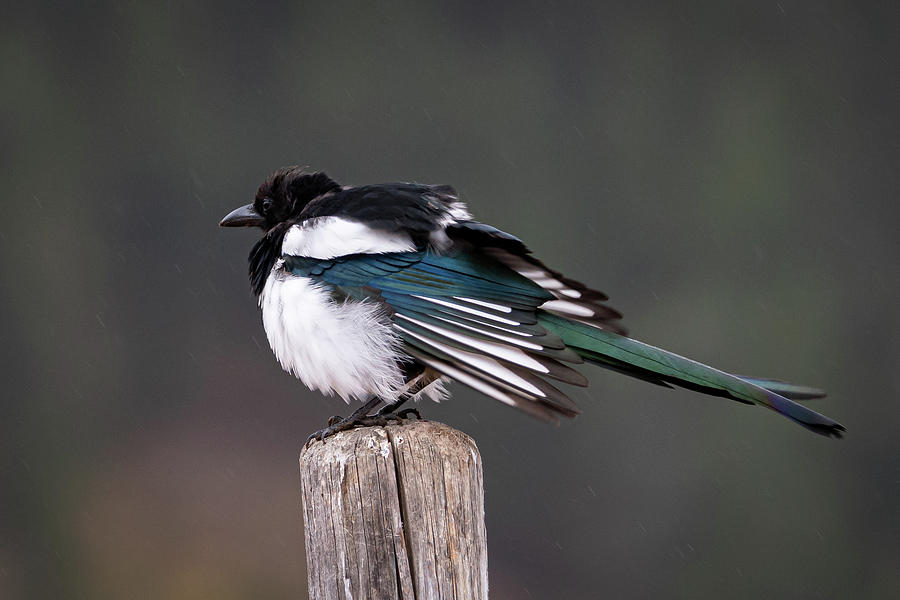 Magpie in the Rain Photograph by Mary Hone