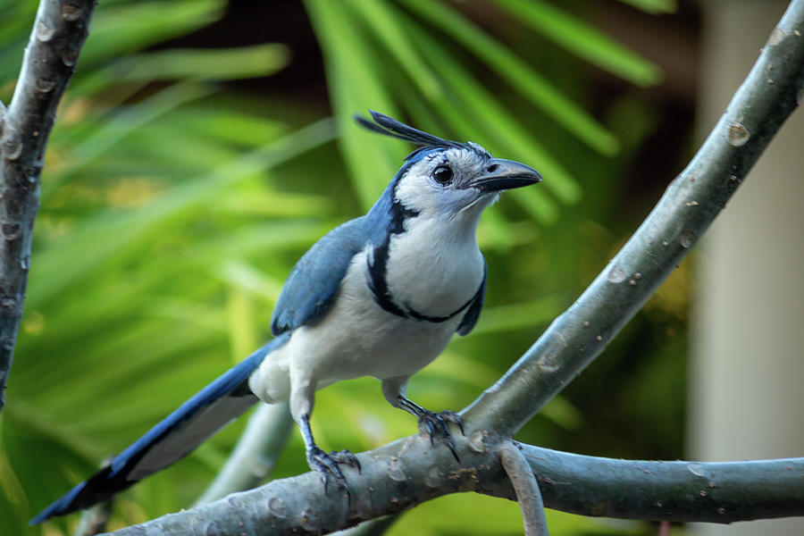 Magpie Jay Photograph by Cindy Robinson