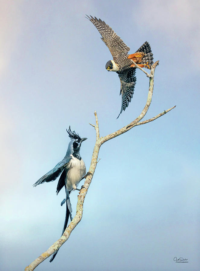 Magpie Jay harassing Bat Falcon Photograph by Judi Dressler