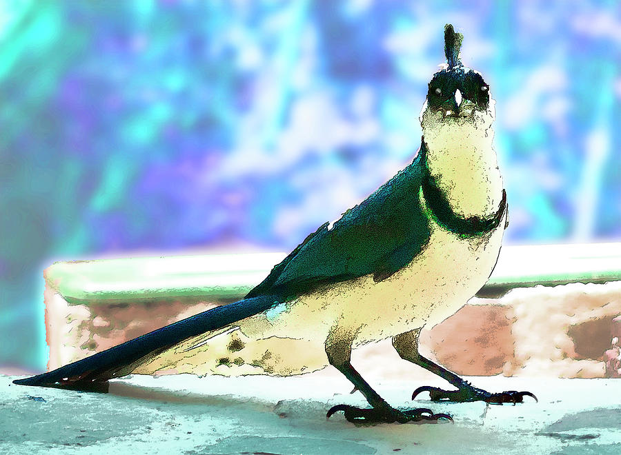 Magpie Jay by Jessica Levant Magpie Jay by Jessica Levant