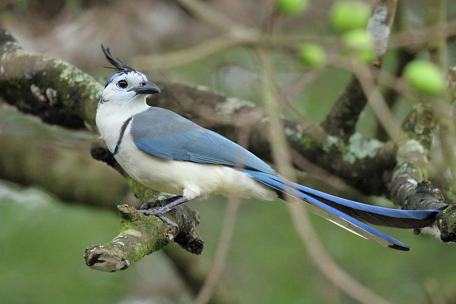 Magpie Jay Photograph by Russell Hinckley