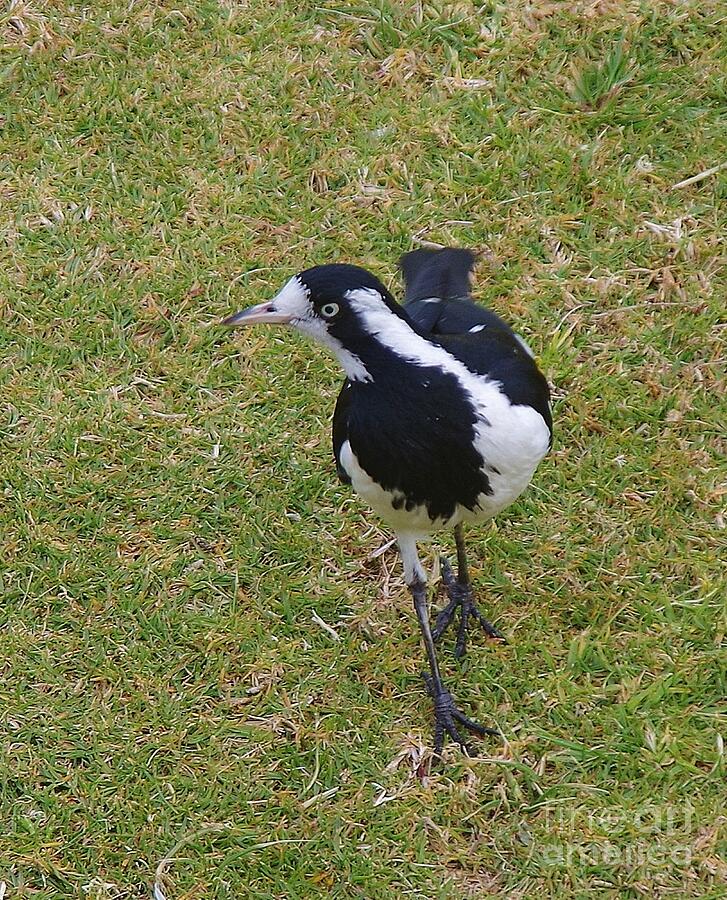 Magpie-lark - Grallina cyanoleuca Photograph by Lesley Evered - Fine ...