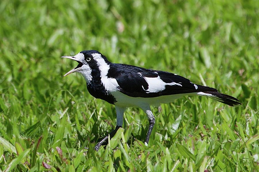 Magpie Lark in Cairns, Australia Photograph by JBTF Photos - Fine Art ...