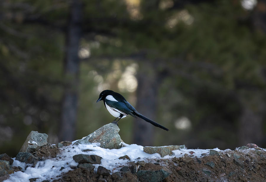 Magpie Photograph by Laura Terriere