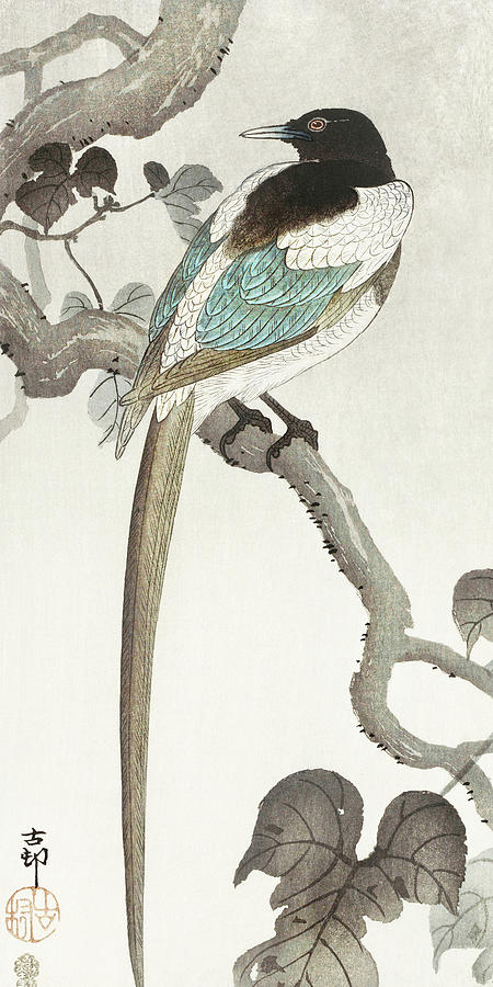 Ohara Koson Painting - Magpie on tree branch by Ohara Koson