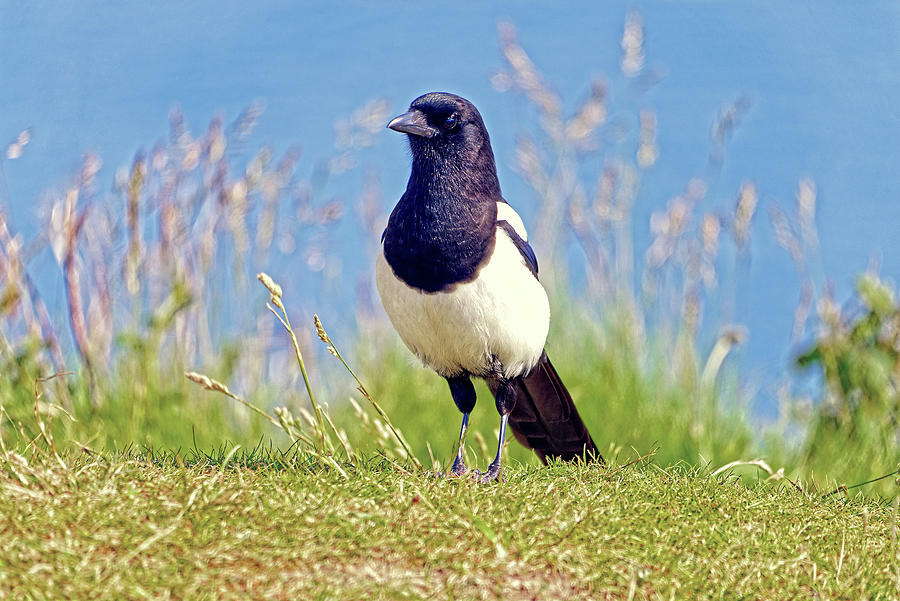 Magpie - Pica pica Photograph by Rod Johnson