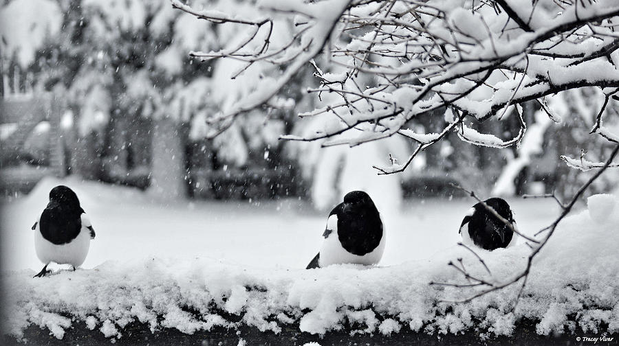 Magpie Triplets in the Snow, Black and White Photograph by Tracey Vivar
