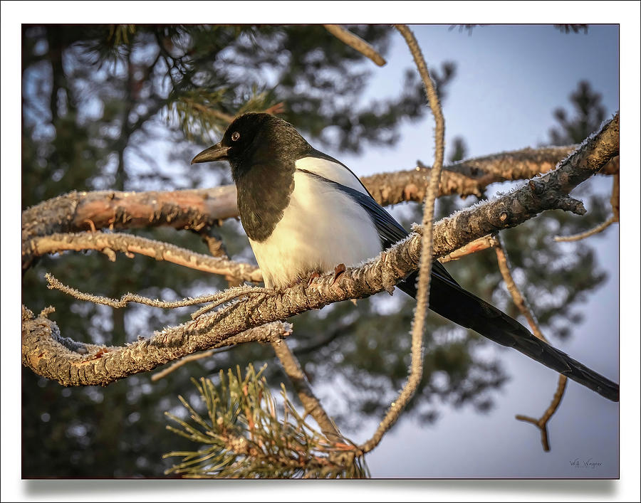 Magpie Photograph by Will Wagner