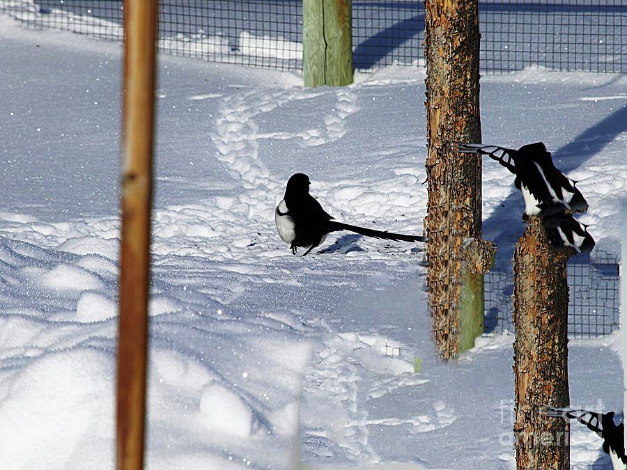Magpies At Play Photograph by Philip And Robbie Bracco