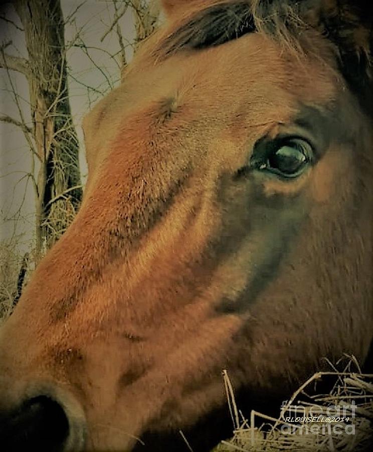 Horse Photograph - Mags Pie by Robyn Louisell Horse Photograph - Mags Pie by Robyn Louisell