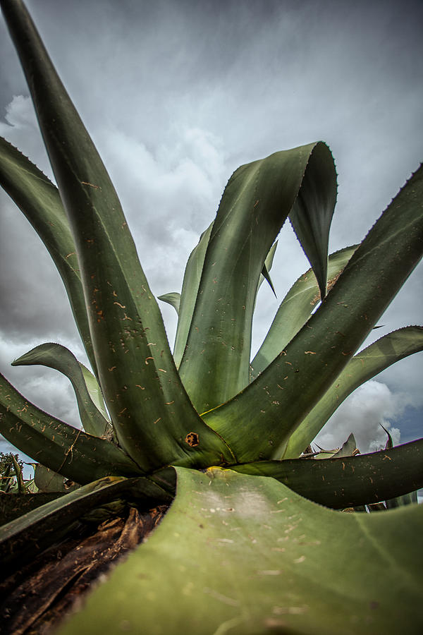 Maguey Plant Photograph by ©fitopardo