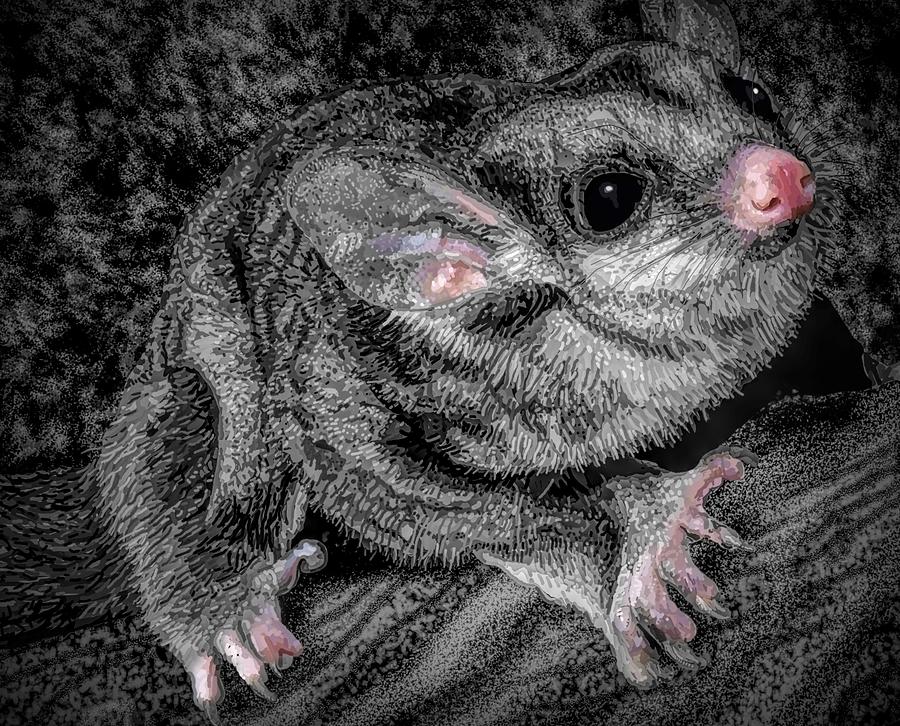 Mahogany Glider Clings To Tree Drawing by Joan Stratton