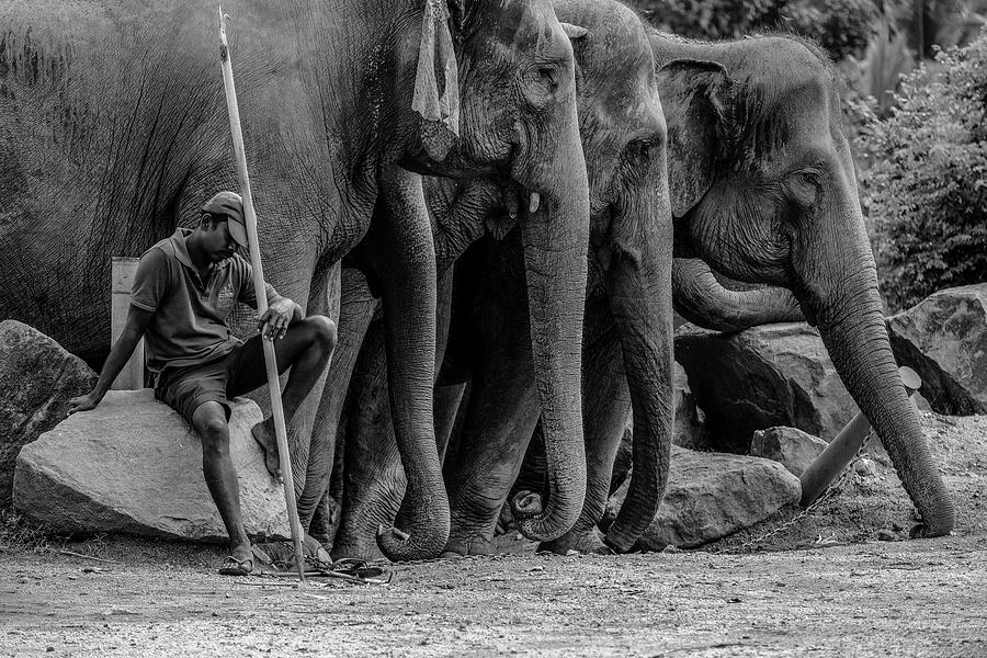 Mahout and the Elephants Photograph by Arj Munoz