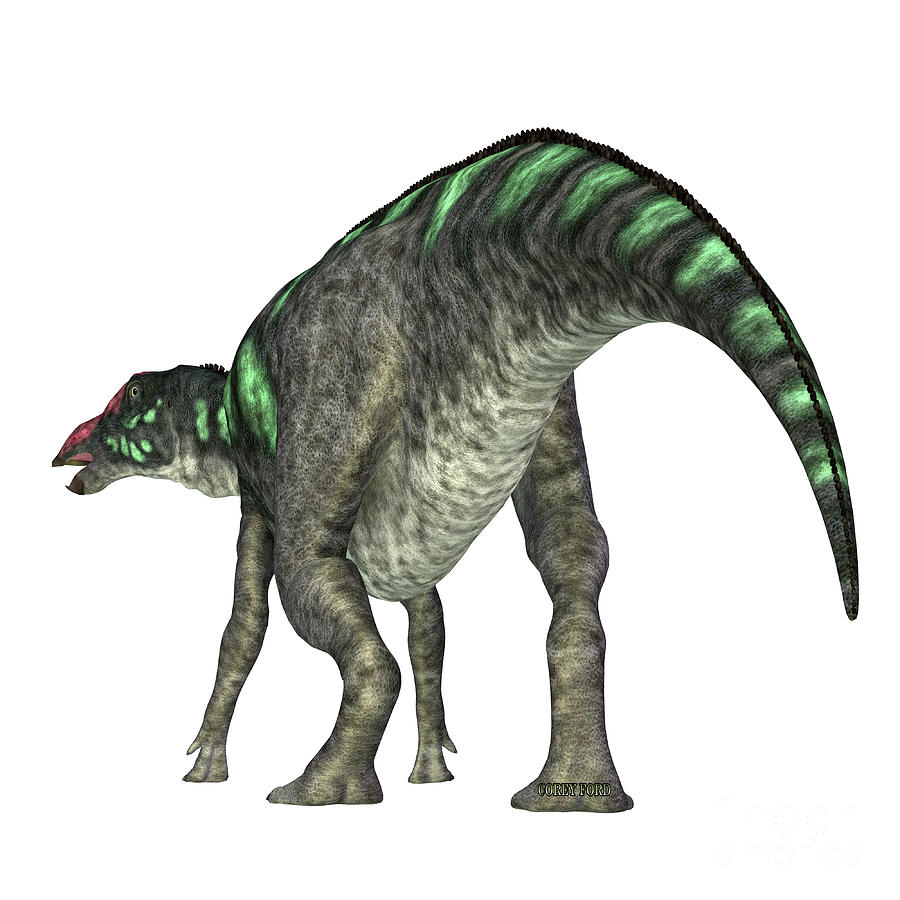 Maiasaura Dinosaur Tail Digital Art by Corey Ford