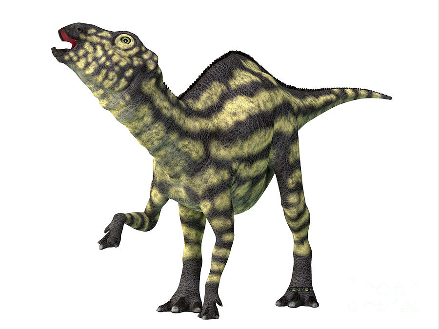Maiasaura Juvenile Dinosaur Digital Art by Corey Ford