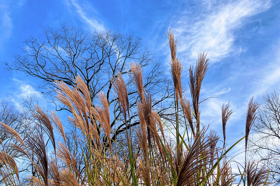 Maiden Grass Against a November Sky Photograph by Dennis Lundell