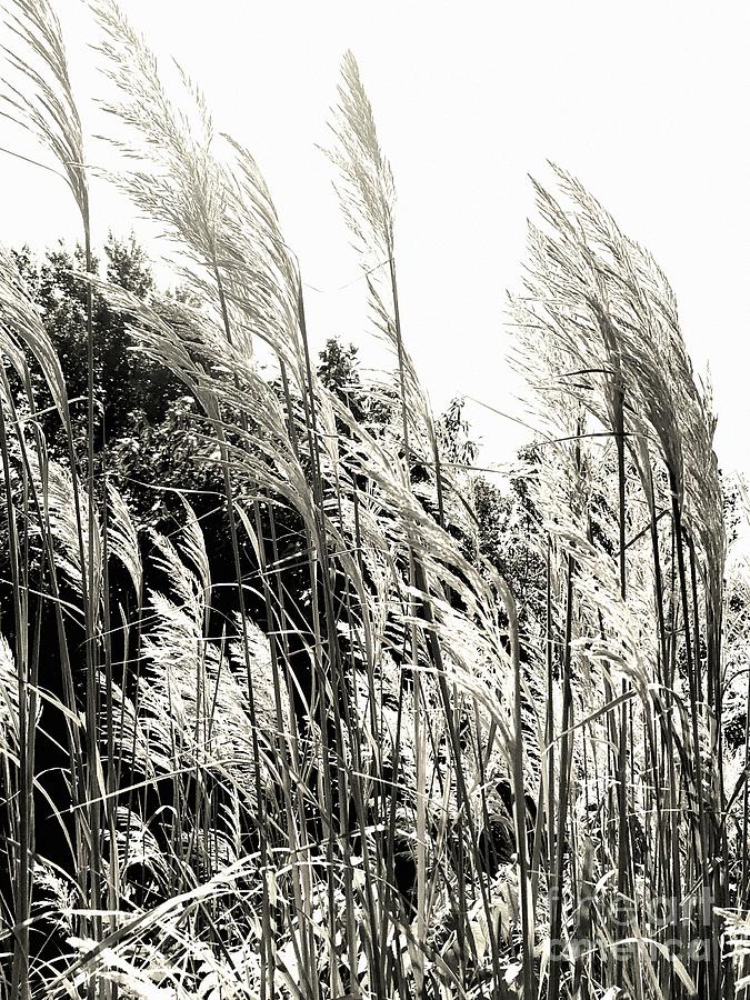 Maiden Grass Photograph by Jenny Revitz Soper - Fine Art America