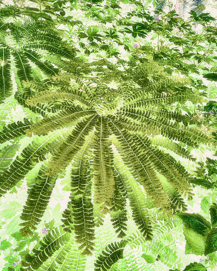 Maiden Hair Ferns on the forest floor Photograph by Bruce Block Maiden Hair Ferns on the forest floor Photograph by Bruce Block