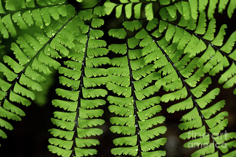 Olympic National Park Photograph - Maidenhair Fern Holds Morning Dew by Nancy Gleason