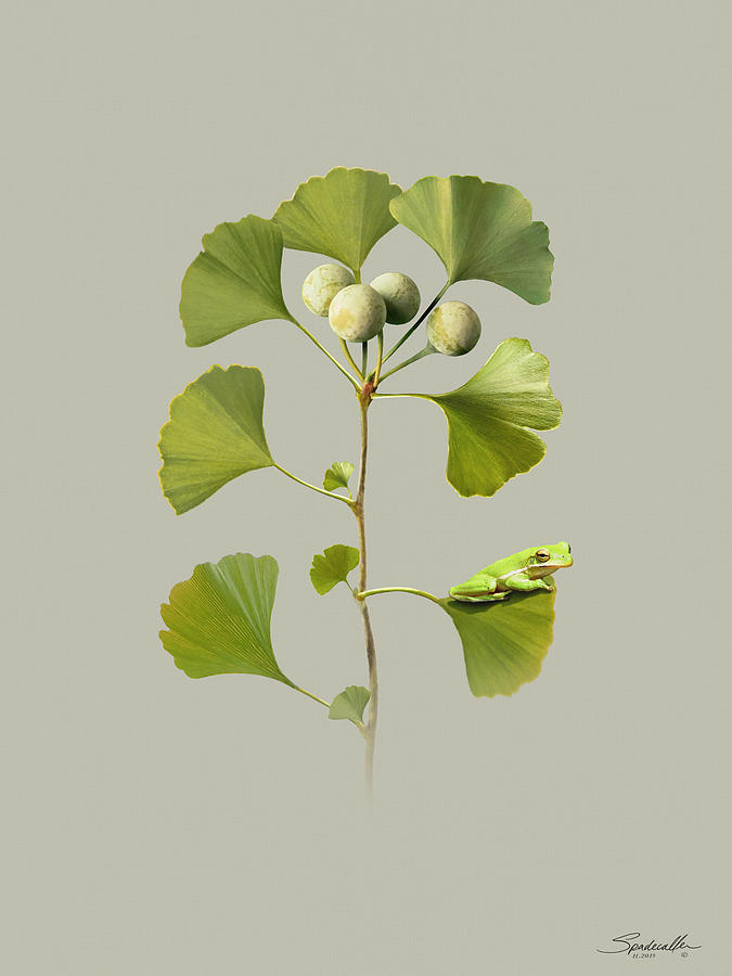 Maidenhair Tree and Frog Digital Art by M Spadecaller