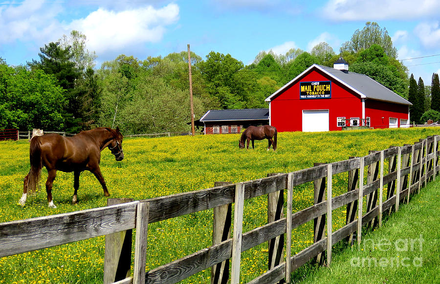 Horse Photograph - Mail Pouch Barn and Horses by Rosanna Life