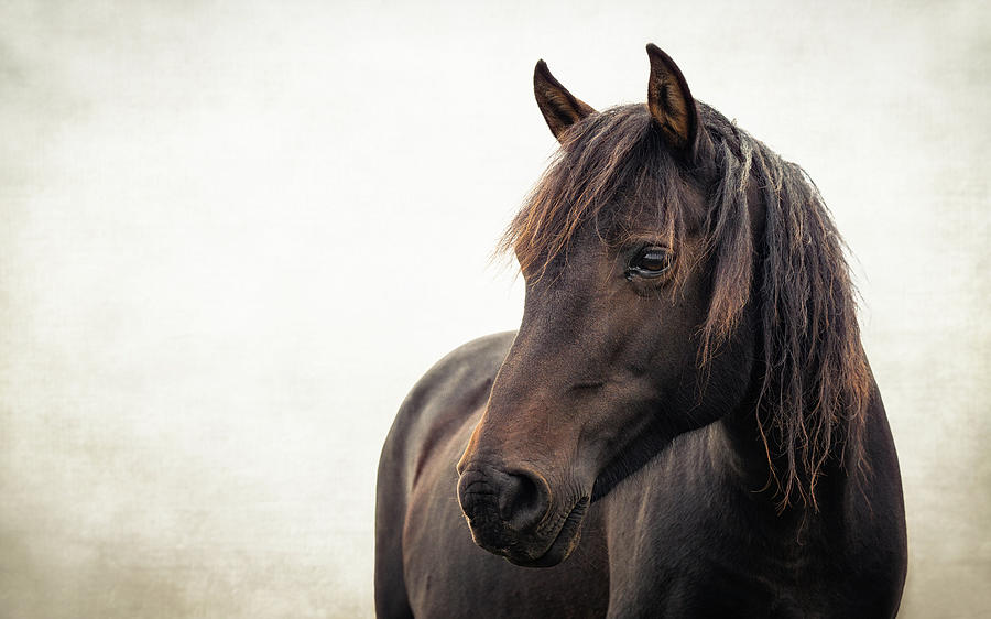 Maile - Horse Art Photograph by Lisa Saint