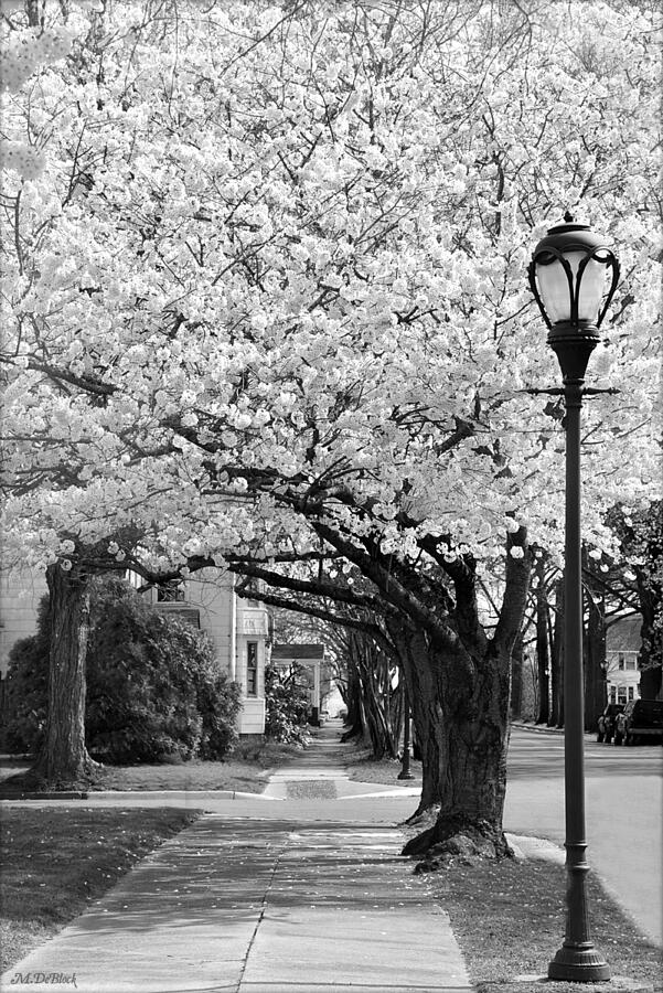 Main Street Cherry Blossoms - West Point, Virginia Photograph by Marilyn DeBlock