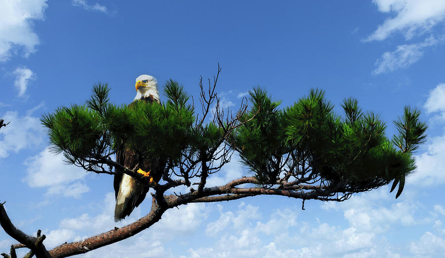 Maine Bald Eagle     Photograph by Robert Libby