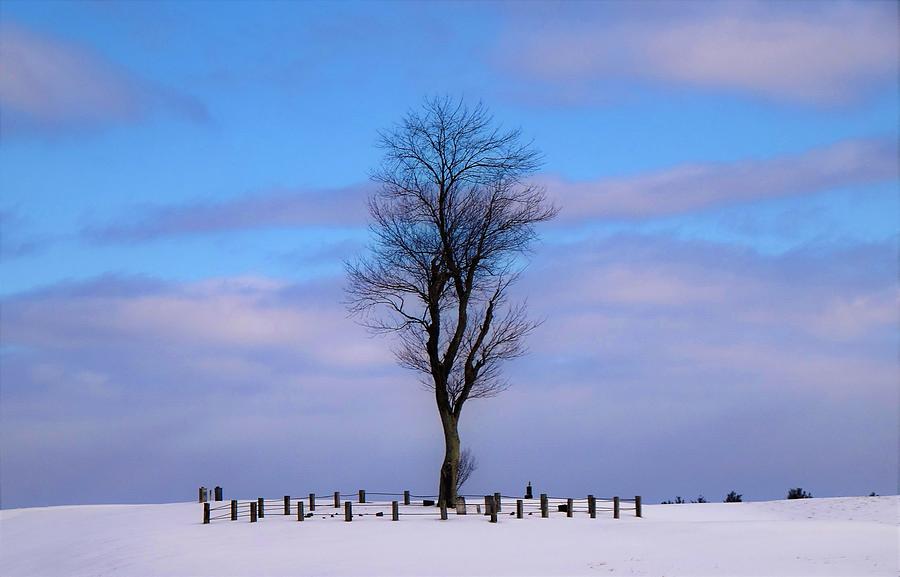 - Maine beauty - Lone Tree Photograph by THERESA Nye