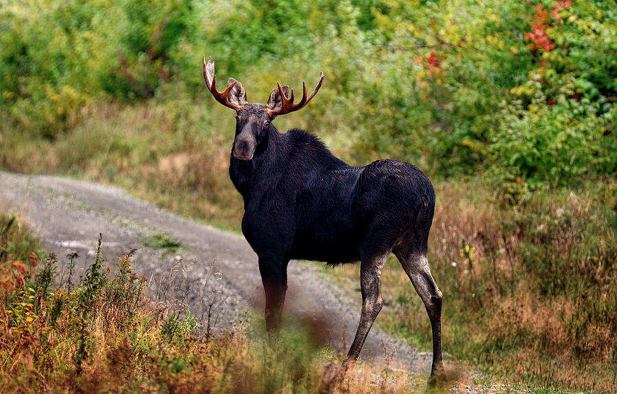 Maine Bull Moose Photograph by Robert Libby