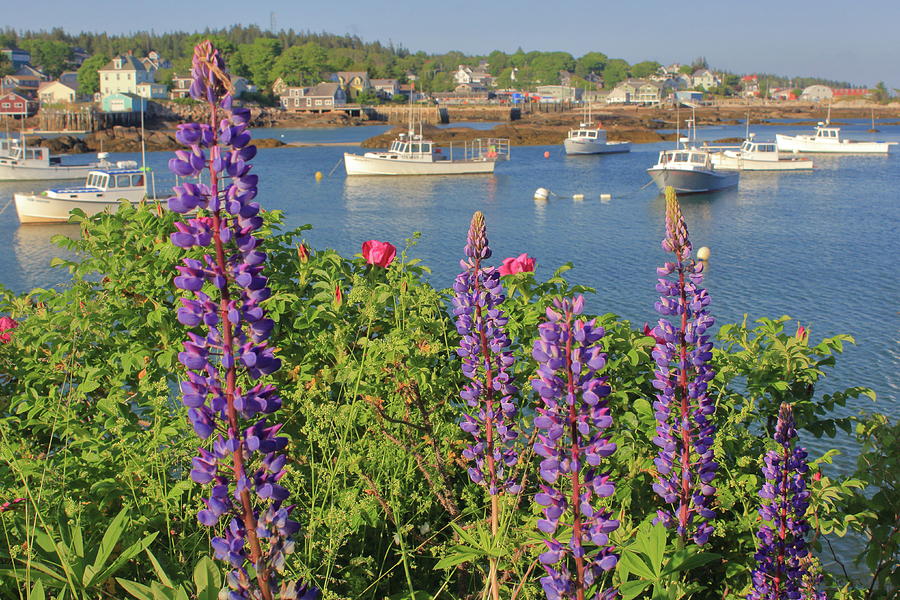 Maine Coast Lupines At Stonington Harbor Photograph