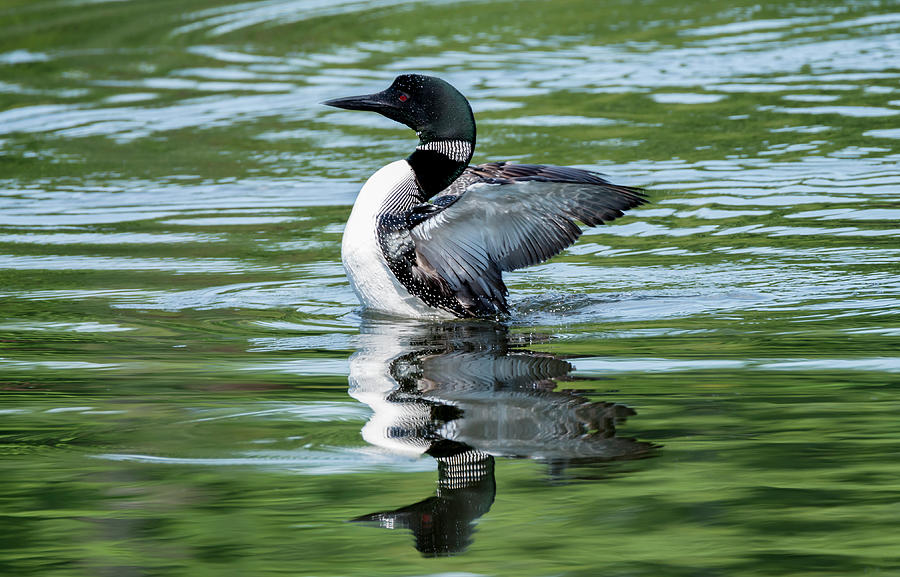 Maine Common Loon Photograph by Robert Libby - Fine Art America