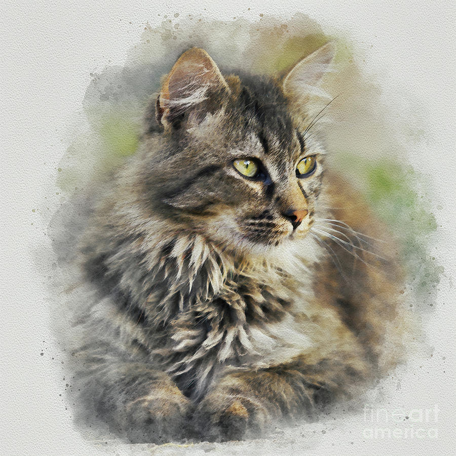 Maine Coon Cat Painting by Denise Dundon
