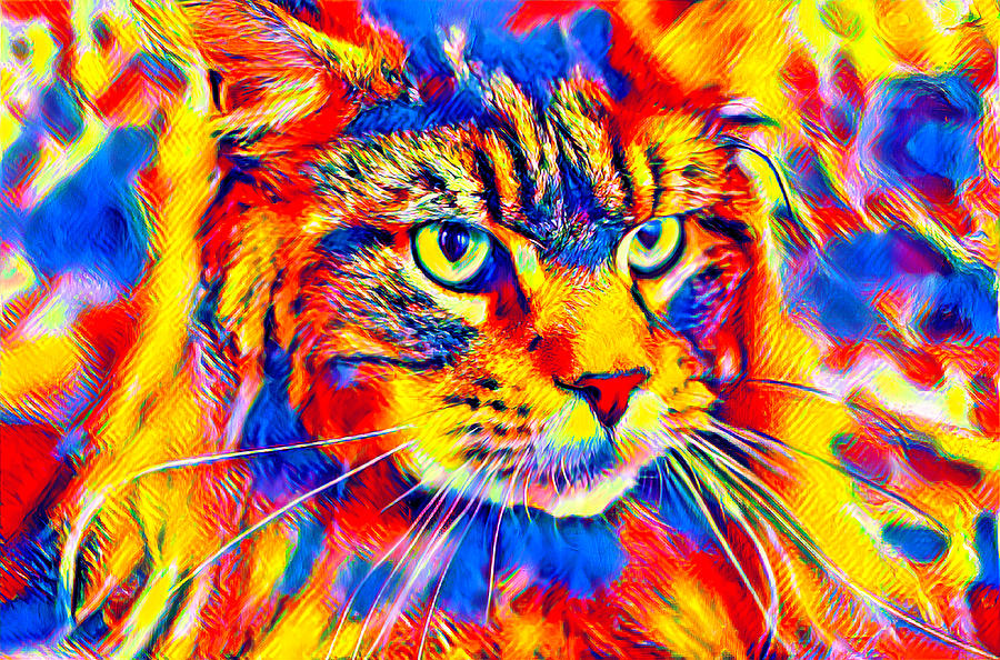 Maine Coon cat watching something - colorful blue, red and yellow portrait Digital Art by Nicko Prints