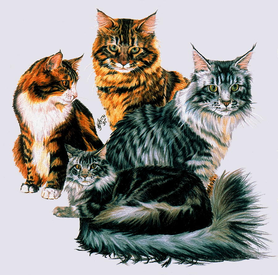 Maine Coon Collage Drawing by Barbara Keith