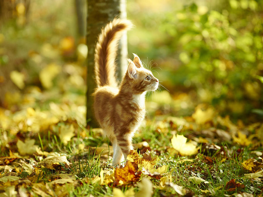 Maine coon in the leafs Photograph by ©Tobias Björkgren